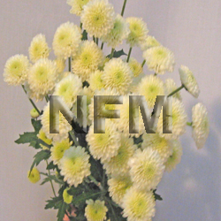 chrysanthemum button white